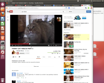 Funny cat video in browser